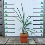Kryptoméria japonská (Cryptomeria japonica) 'ARAUCARIOIDES' - výška 40-60 cm, kont. C3L (-30°C)
